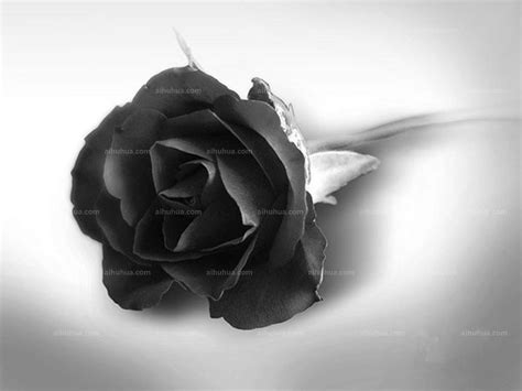路易十四玫瑰图片_植物风景的路易十四玫瑰图片大全 - 花卉网