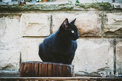 黑猫主动上门意味着什么 黑猫进家门意味着什么_奇缘阁算命网