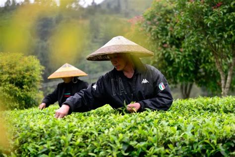 未来茶叶行业发展有哪些趋势？ - 知乎