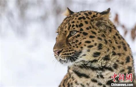 十大最强豹子排名(全球猎豹数量排名)_烁达网