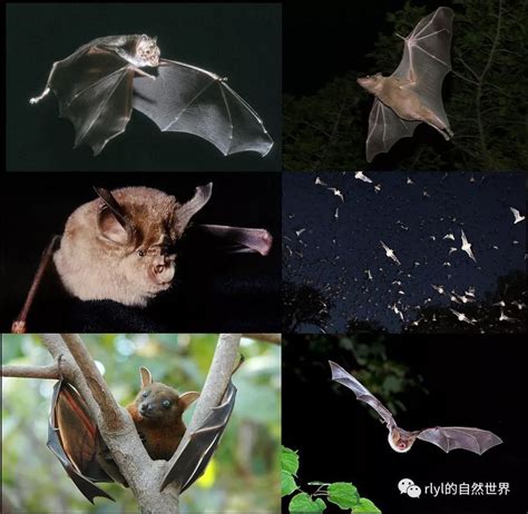 蓝蝙蝠图片