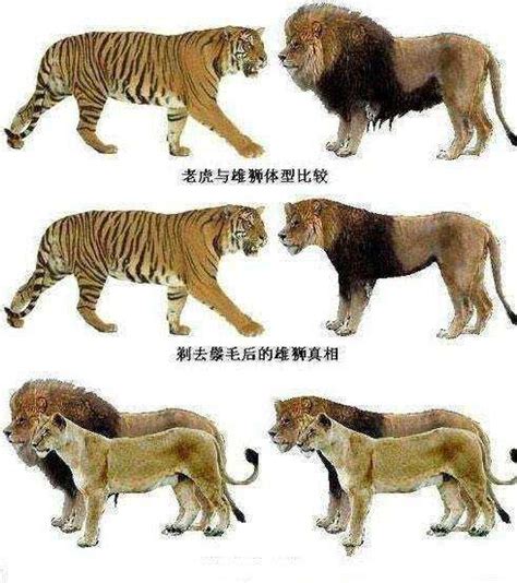 为何狮子和老虎、豹子都能交配生育？狮子和猫可以交配吗？_杂交_动物_生殖
