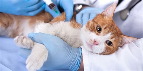 家养的猫需要打狂犬疫苗吗？ - 知乎