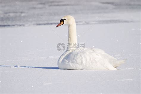结冰的湖面上的白天鹅高清图片下载-正版图片503069519-摄图网