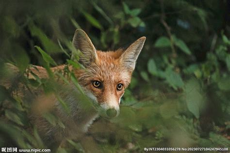 亚洲热带野生狗斑点热带野狐狸的长相脸物种高清图片下载-正版图片307727730-摄图网