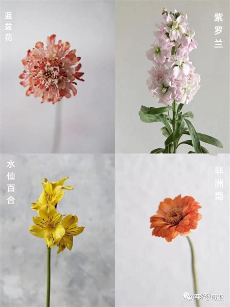 各种常见花的花语(各种花的花语大全-花百科) - 养花经验