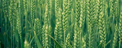 隆麦28小麦品种介绍-农百科