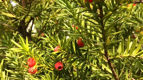 红豆杉怎么养？才能红果绿叶枝繁叶茂！