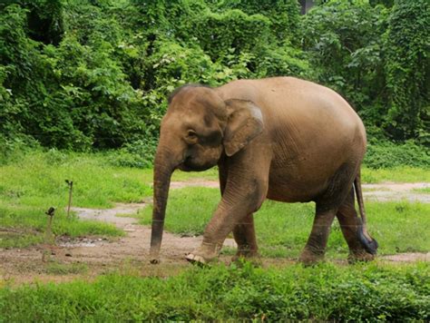 泰国大象“返乡”真相 | 国际生物多样性日_凤凰网
