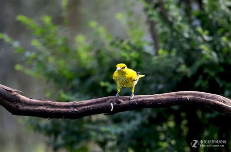 这就是诗中说的“黄鹂鸟”，却有很多人没见过，来看看育雏画面！_凤凰网视频_凤凰网