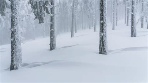 冬季 大雪 山 树林 厚厚的雪 风景 高清 壁纸高清大图预览1920x1080_风景壁纸下载_墨鱼部落格