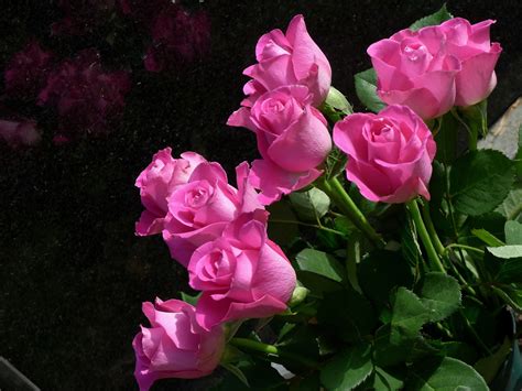 鲜艳玫瑰花高清图片下载-找素材