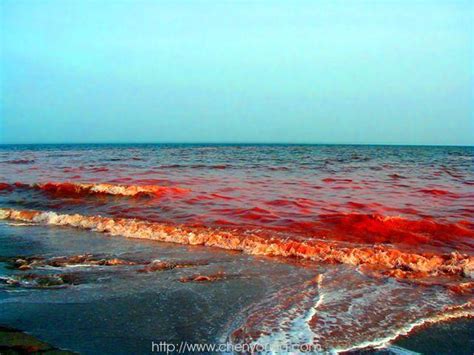 山东日照现“赤潮”景象 海水被染红-新闻中心-温州网