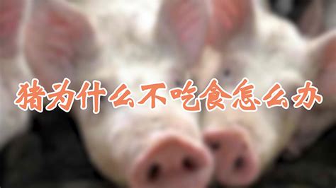 猪生病了不吃食怎么办 —【发财农业网】