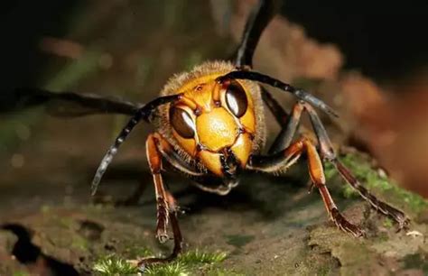 非洲化杀人蜂都硬刚，胡蜂就是蜂类最凶最猛的霸主