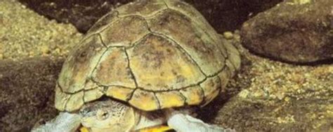 关于龟壳的八个基本知识点_龟龟