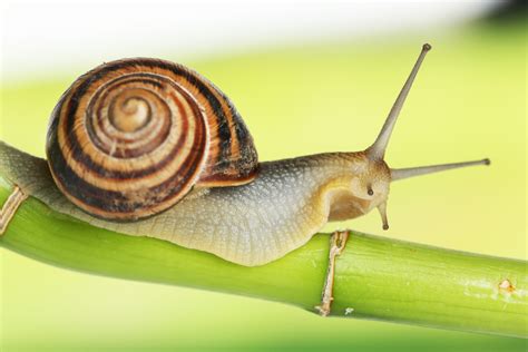 蜗牛真的很能睡吗，到底能睡多久，科学家为你揭秘