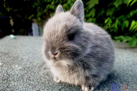 灰兔宏观白色灰色野兔耳朵动物荒野乐趣哺乳动物毛皮高清图片下载-正版图片321872110-摄图网