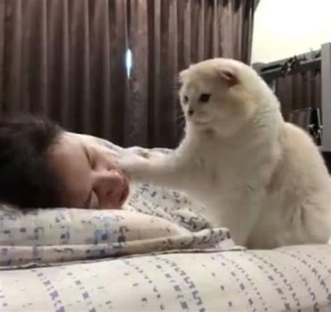 女主睡前有抱猫咪习惯，一天太困没抱它，猫咪竟用爪子叫主人起床_耳猫