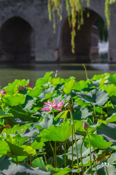 漫游北海公园，观花赏景，领略明媚春光正当时_行客旅游网