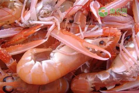 广东佛山罗氏虾、河虾已经卖到60元一斤-综合新闻- 水产门户网 - 具影响力的水产网站