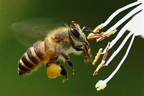 采蜜的蜜蜂图片-蜜蜂在花朵上采蜜素材-高清图片-摄影照片-寻图免费打包下载