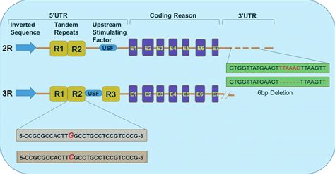 Regulation of TYMS gene expression by 5′ and 3′ untranslated regions ...