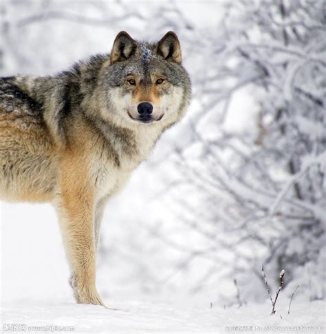 奔跑中的灰狼图片-狩猎中的狼群素材-高清图片-摄影照片-寻图免费打包下载
