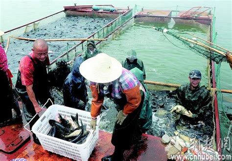 武汉南湖又现大量死鱼 渔民加紧打捞（图）_凤凰网