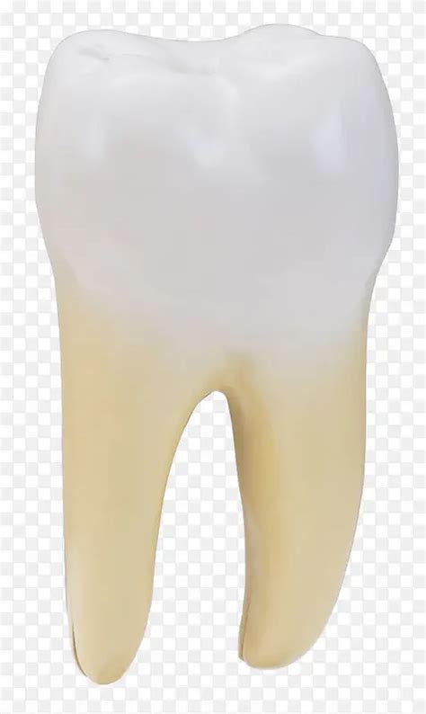 一颗牙齿PNG图片素材下载_图片编号qkpbjgbo-免抠素材网