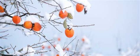 雪森林树冷杉冬天冷图片山十二月图片免费下载_自然风景素材免费下载_办图网