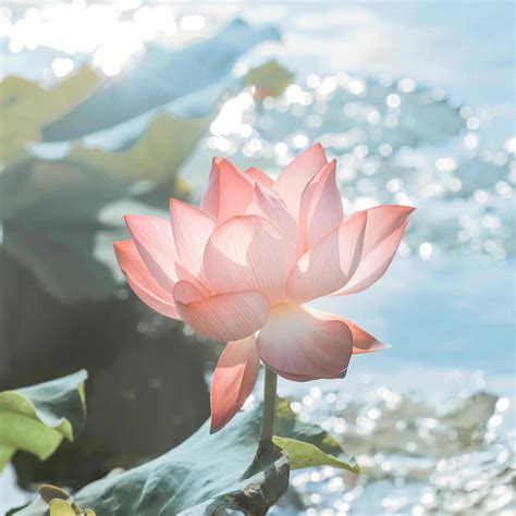 佛系非主流头像