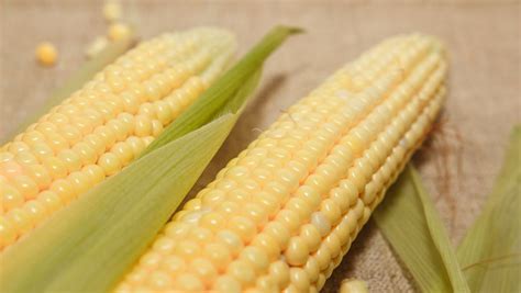 玉米的功效与作用禁忌 吃玉米的好处及注意事项_彩牛养生