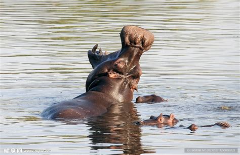 南非无角犀牛为争夺水源被河马按到水里淹死_新浪图片