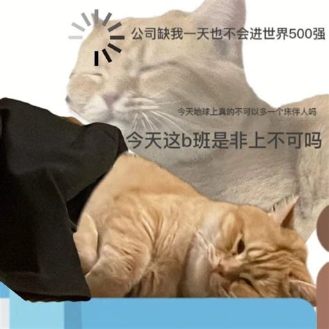 有意思的猫咪发疯精神状态表情包图片_配图网