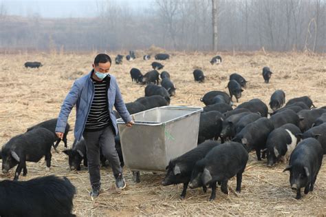 [藏香猪批发]散养养藏香猪，占地三千多亩，不吃饲料，一年长一百斤价格60.00元/公斤 - 一亩田