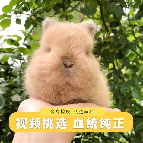 荷兰垂耳兔Bb图片