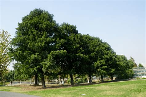 中国十大珍贵树种，名贵树木