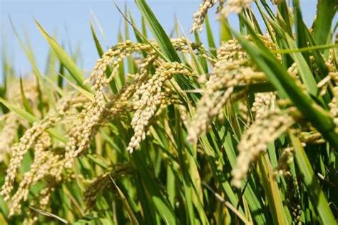 杂交水稻比普通水稻产量高多少 - 农敢网
