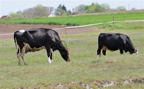 两头白肉牛早在内地的草上高清图片下载-正版图片303324382-摄图网