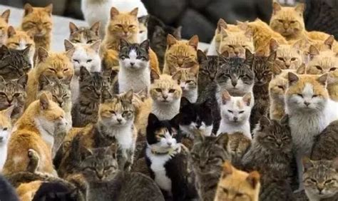 一大群猫,一群猫,一大群人(第2页)_大山谷图库