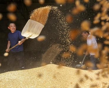河北平乡：无人机对小麦进行“一喷三防”作业-人民图片网