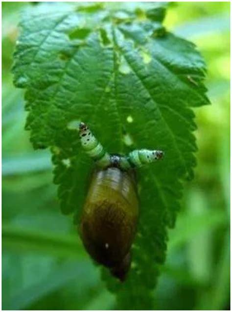 慎入！这只寄生虫，在蜗牛的眼睛里跳舞 - 内容 - 上海市紫阳中学
