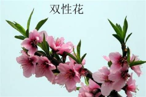 上海交际花_交际花by弥雅 - 随意云