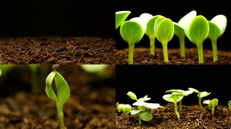 植物发芽图片_豆类植物发芽素材_高清图片_摄影照片_寻图免费打包下载