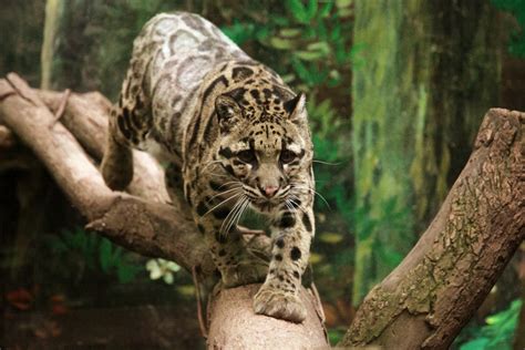 猎豹是同体型猫科里最弱，如果遇到了云豹，它能打过云豹吗？_腾讯视频
