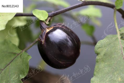 野茄子图片