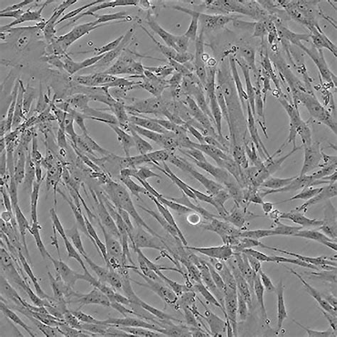 MRC-5_细胞株_宁波明舟生物科技有限公司，细胞，菌株 ，ATCC，保藏中心