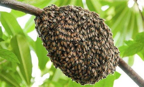 蜜蜂窝是什么做成的？ - 蜂巢 - 酷蜜蜂