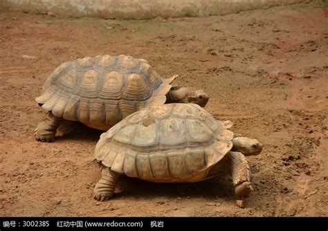 两只正在爬行的乌龟高清图片下载_红动中国